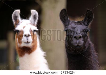 Two llamas with a green background portrait