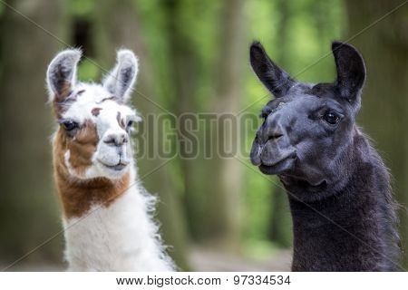 llamas