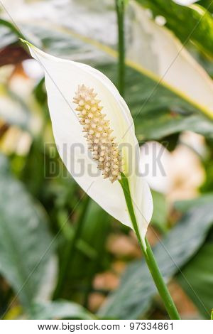 Close up Beautiful Flowers Spathiphyllum on leaves background