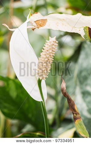 Close up Beautiful Flowers Spathiphyllum on leaves background