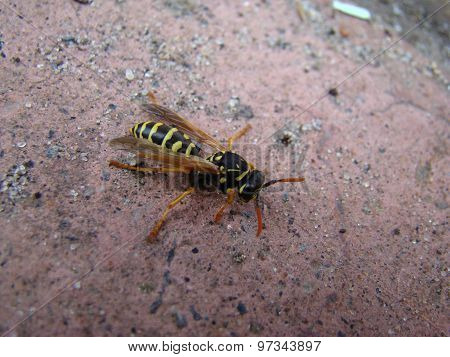 Wasps