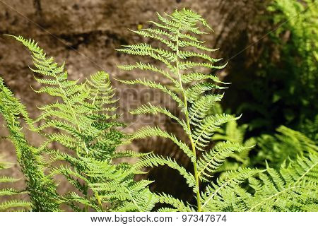 Fern