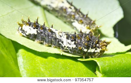 Black Papilio Demoleus Caterpillar