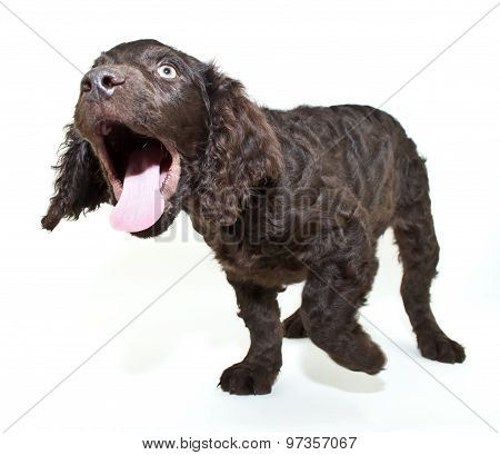 Open Wide!!!