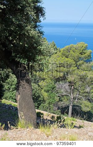 Coast Landscape With Forest