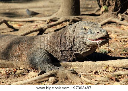 Komodo Dragon