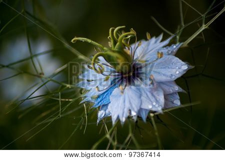 Blue Nigella Focus On Seedpod