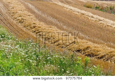 Wheat Field