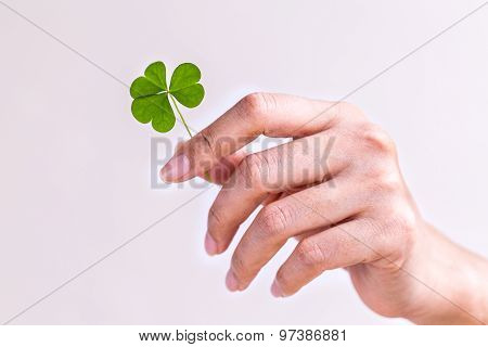 The Girl Hold  Clover Leaf . - Concept For Love , Hope And Goodness..
