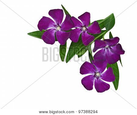 Vinca Minor Flower