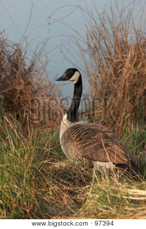 Canada Goose