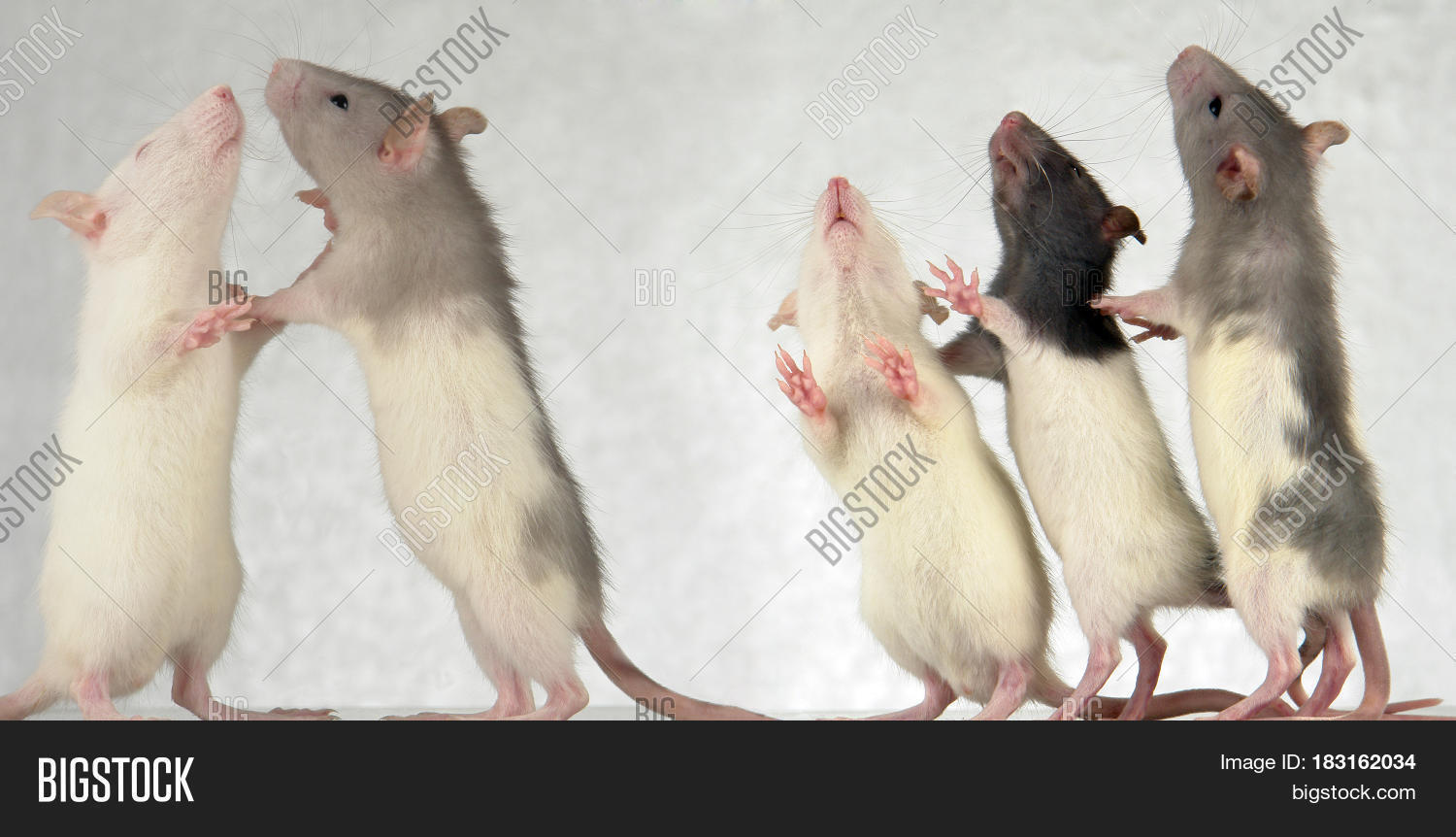 White Grey Rats On Image & Photo (Free Trial) Bigstock