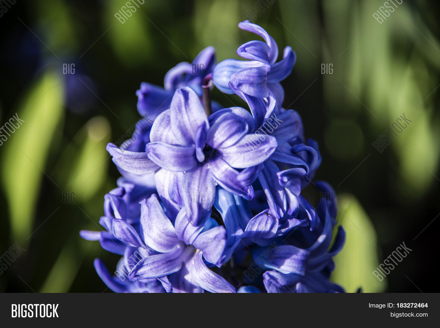 Long Blue Spring Beautiful Blue Spring Image & Photo (Free Trial) | Bigstock
