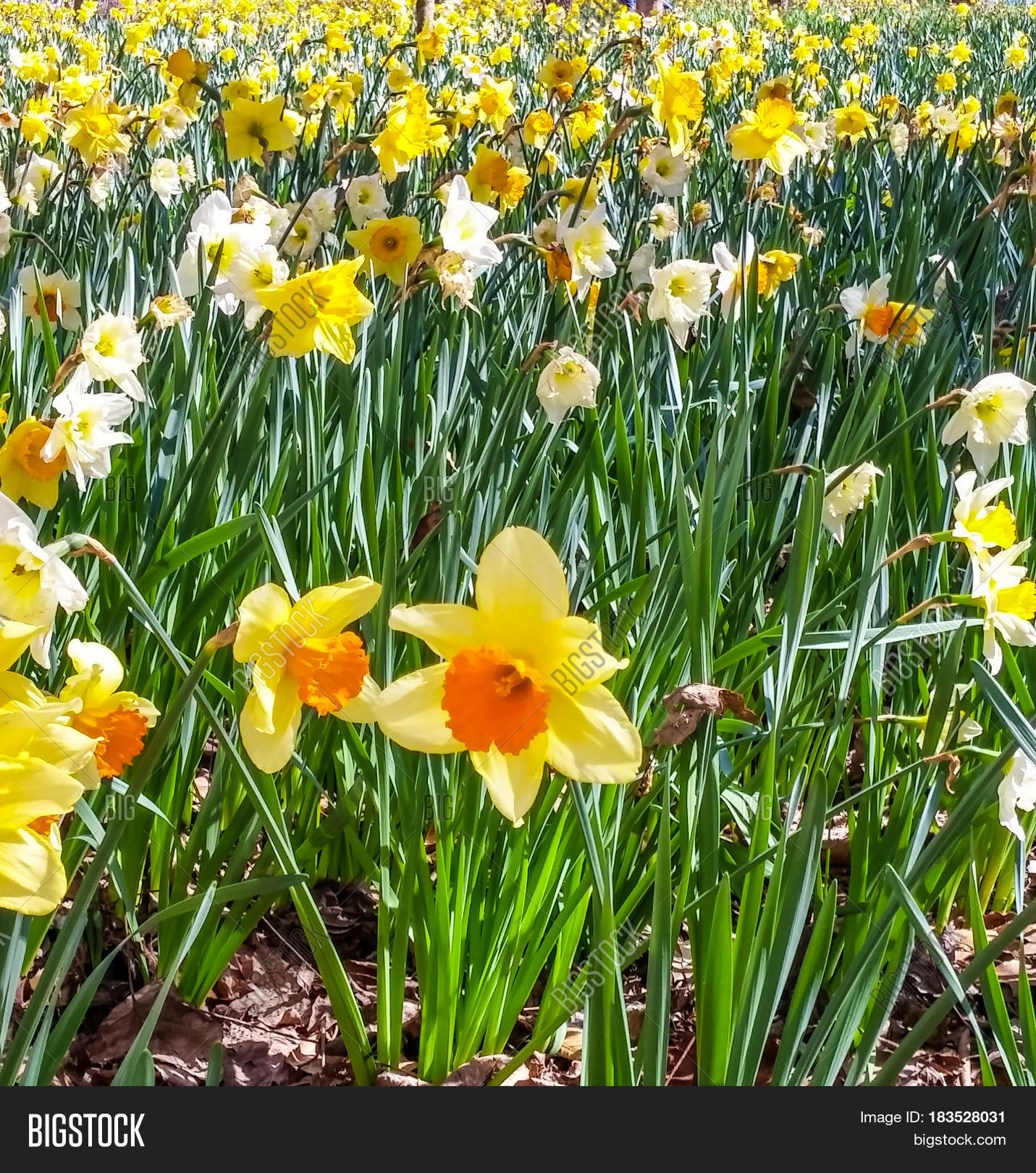 Many Yellow Jonquils Image & Photo (Free Trial) Bigstock