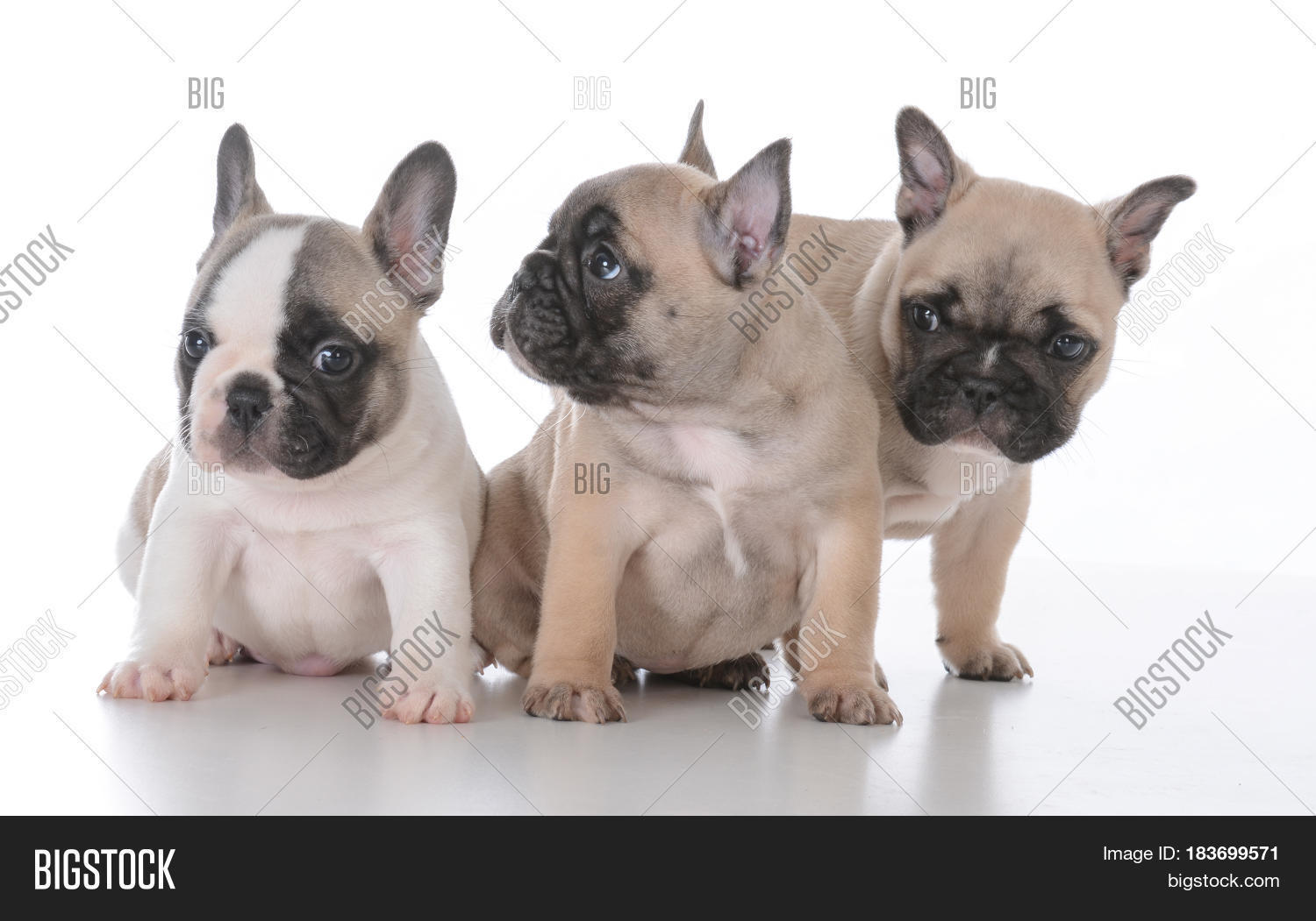 Litter French Bulldog Image & Photo (Free Trial) Bigstock
