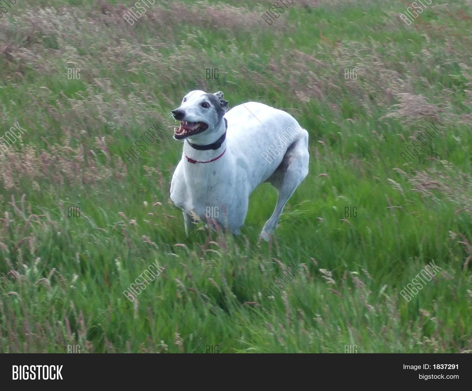Greyhound Running Image & Photo (Free Trial) Bigstock