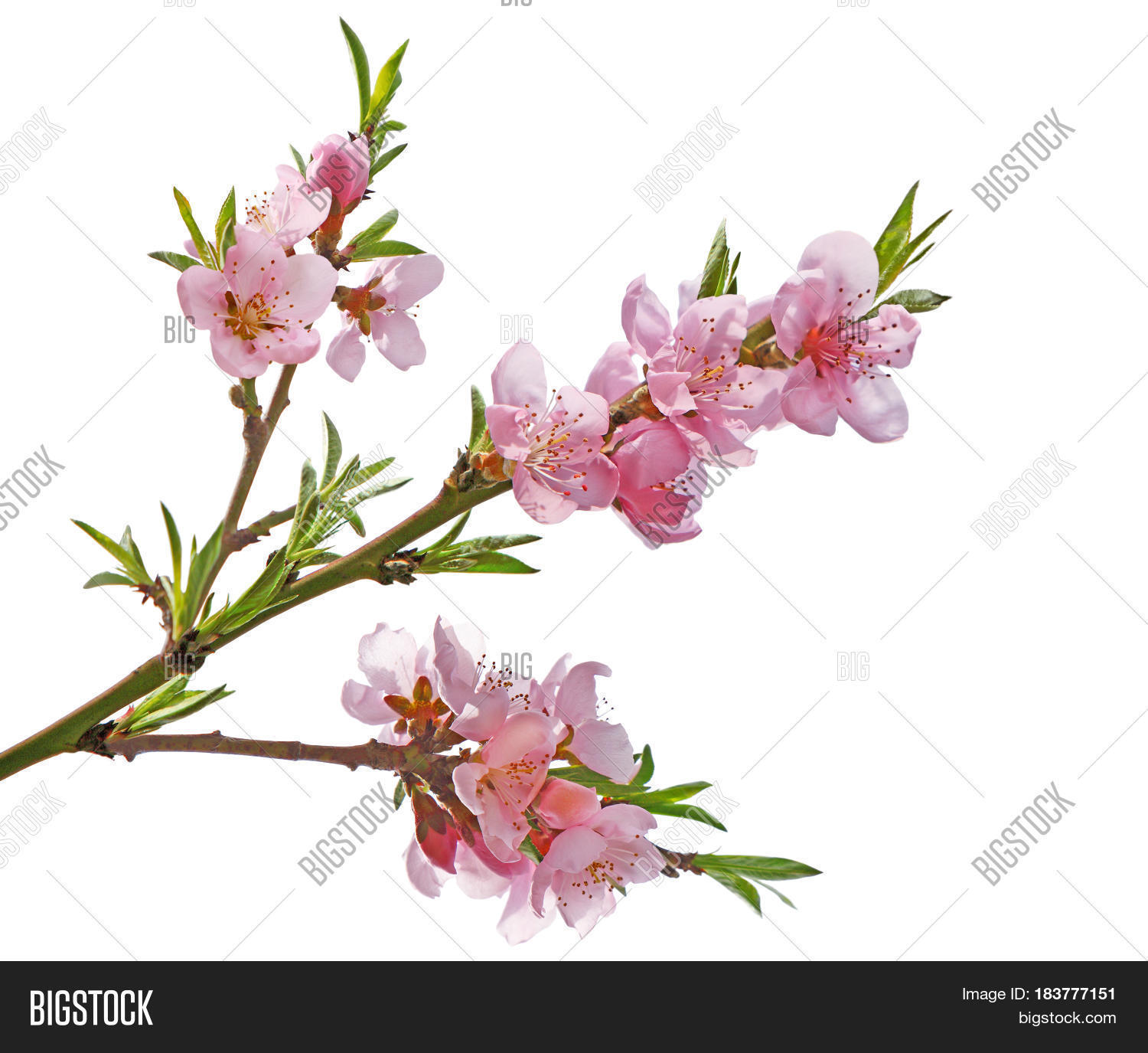 Peach Flower Sakura Image & Photo (Free Trial) Bigstock