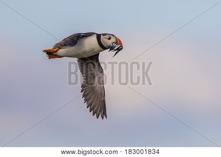 Puffin Flying Fish