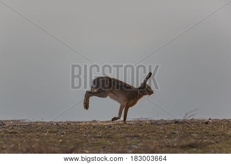 Portrait Of Running Brown Hare  (lepus Europaeus)
