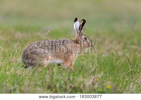 Portrait Of Brown Hare  (lepus Europaeus) In Green Meadow