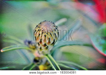 Close up of common pincushion protea bud