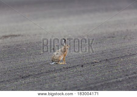 Brown Hare  (lepus Europaeus) In Agrarian Field