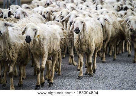 sheep's, dozens of sheep passing by, sheep returning home, sheep's arm.