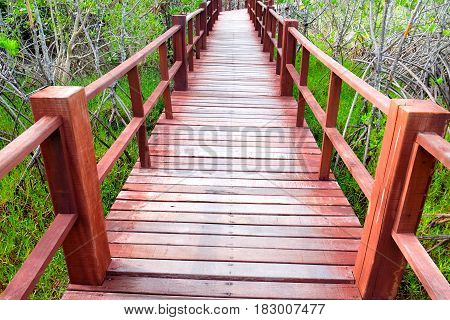 Wooden walkway bridge on field in mangrove forest located at Thailand