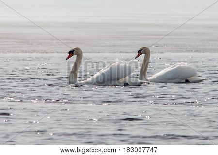 Beautiful White Swans In The Early Spring