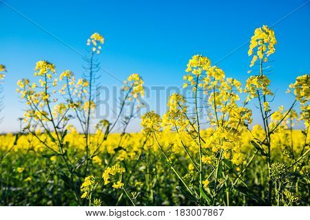 Canola Flowers, Colza. Blooming Rapeseed Flowers Close-up In Spring