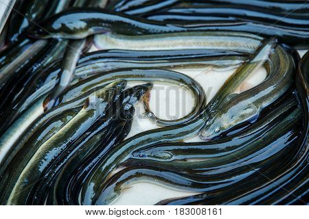 Eel Fish For Sale At French Provincial Market