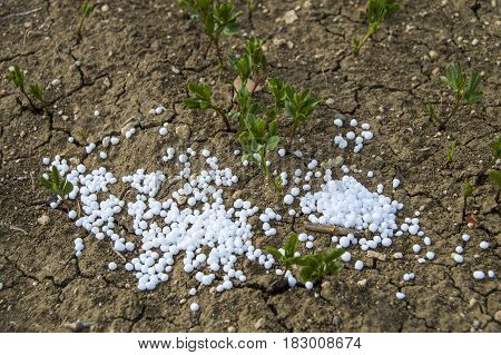 Fertilized cultivated field, fertilized green lentil field, fertilizer and agriculture