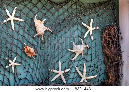 Fishnet background of mixed seashells with snails conch shells scallops clams and hermit crabs.