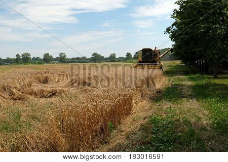 TRNOVEC, CROATIA - JULY 09, 2016: Combine harvester harvest ripe wheat on a farm in Trnovec, Croatia on July 09, 2016