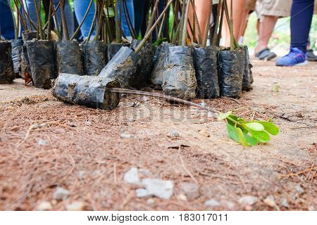 Young green mangrove trees preparing for plant at a reserve site save the world in Thailand selective focus