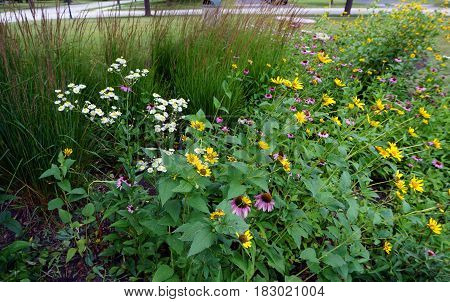 Oxeye daisies (Leucanthemum vulgare), purple coneflowers (Echinacea purpurea) and Prairie rosinweed flowers (Silphium integrifolium) bloom together during July in Joliet, Illinois.