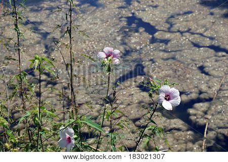 A Halberd-leaved rose mallow (Hibiscus laevis) blooms on the edge of a small lake in Joliet, Illinois during August.