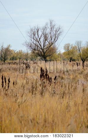 Willow tree in the autumn forest and dry herb. Lonely tree concept.