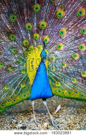Peacock. Portrait Of Beautiful Peacock With Feathers Out. Close Up Of Peacock Showing Its Beautiful