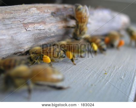 Honeybees With Pollen