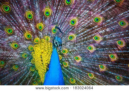 Peacock. Portrait Of Beautiful Peacock With Feathers Out. Close Up Of Peacock Showing Its Beautiful