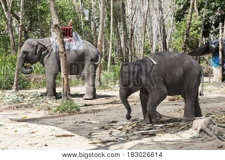 asian elephant in phang nga thailand .