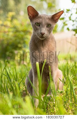 Portrait Of Cute Cat Of Breed Oriental 2 Years Old Sitting On Grass In Summer Garden Outdoor.
