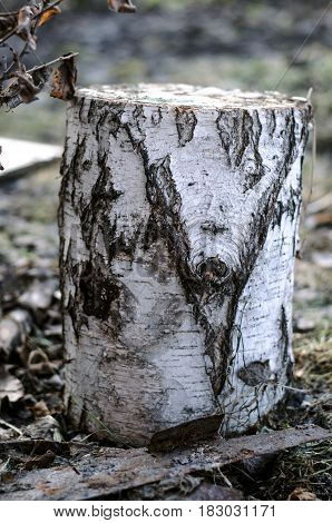 Birch log on the ground. Single firewoods.