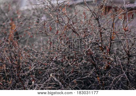 Dry tree with red leaves in the garden in spring. Honeysuckle woodbine tree in the garden.