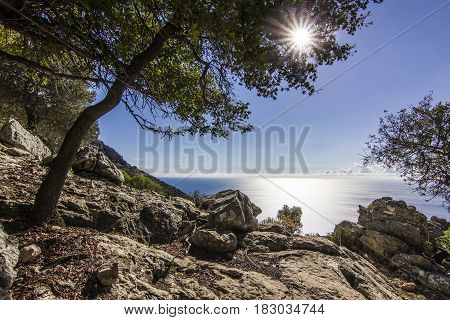 sun shining through leaves of green tree with blu sea on background