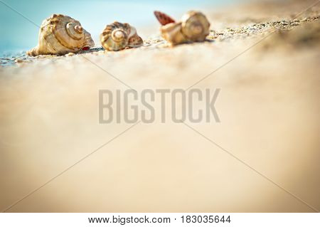 Sea shells rapan lined on sand, beach , summer
