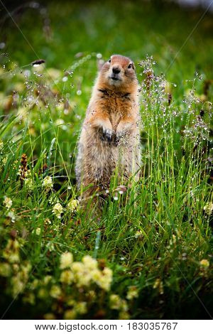 The Arctic Ground squirrel standing alert in the grass