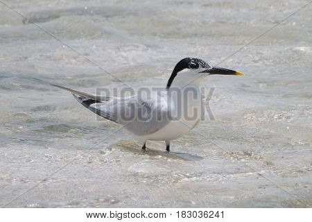 A Sandwich Tern in shallow water off the Puerto Rico coastline