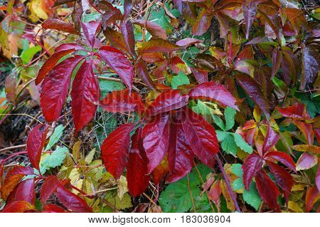 Woodbine Color Leaves